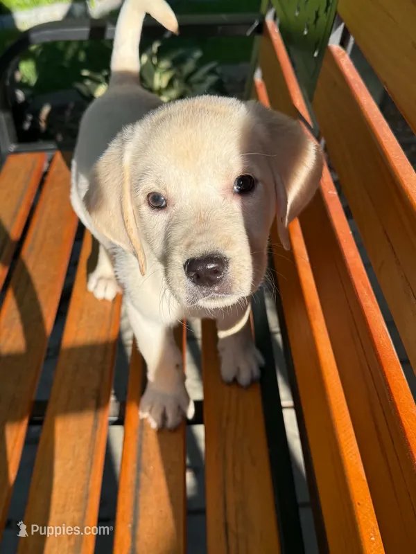 Fern – Labrador Retriever puppy for sale in West Brookfield, MA
