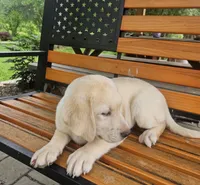 Sampson, a male Labrador Retriever for sale in West Brookfield, MA – 3 of 3
