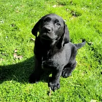 Clarence, a male Labrador Retriever for sale in West Brookfield, MA – Photo 1 of 2