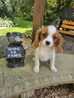 Henry, a male Cavalier King Charles Spaniel for sale in West Brookfield, MA – 2 of 4