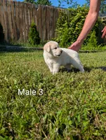 American Pyre 5, a male Dalmatian and Great Pyrenees for sale in Henderson, KY – 2 of 3