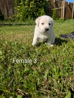 American Pyre 4, a female Dalmatian and Great Pyrenees for sale in Henderson, KY – 2 of 2