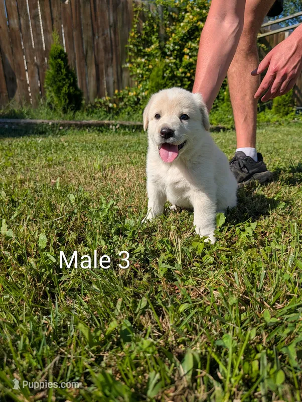 American Pyre 5 – Dalmatian, Great Pyrenees puppy for sale in Henderson, KY