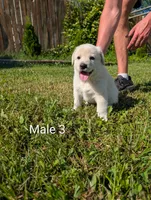American Pyre 5, a male Dalmatian and Great Pyrenees for sale in Henderson, KY – 1 of 3