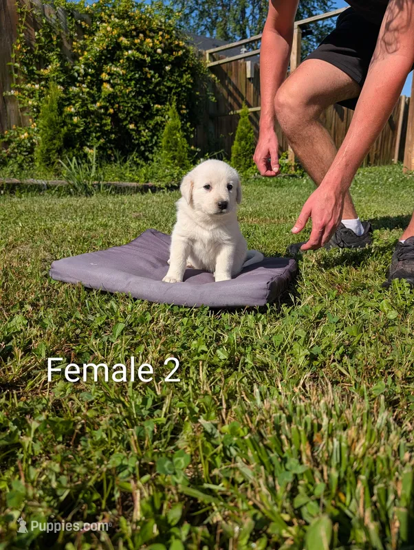 Pyre 8 – Dalmatian, Great Pyrenees puppy for sale in Henderson, KY