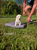 Pyre 8, a female Dalmatian and Great Pyrenees for sale in Henderson, KY – 1 of 2