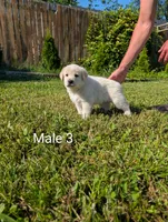 American Pyre 5, a male Dalmatian and Great Pyrenees for sale in Henderson, KY – 3 of 3