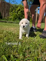 American Pyre 6, a female Dalmatian and Great Pyrenees for sale in Henderson, KY – 2 of 2