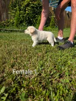 American Pyre 1, a female Dalmatian and Great Pyrenees for sale in Henderson, KY – 2 of 3