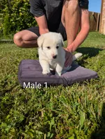 American Pyre 2, a female Dalmatian and Great Pyrenees for sale in Henderson, KY – 2 of 2