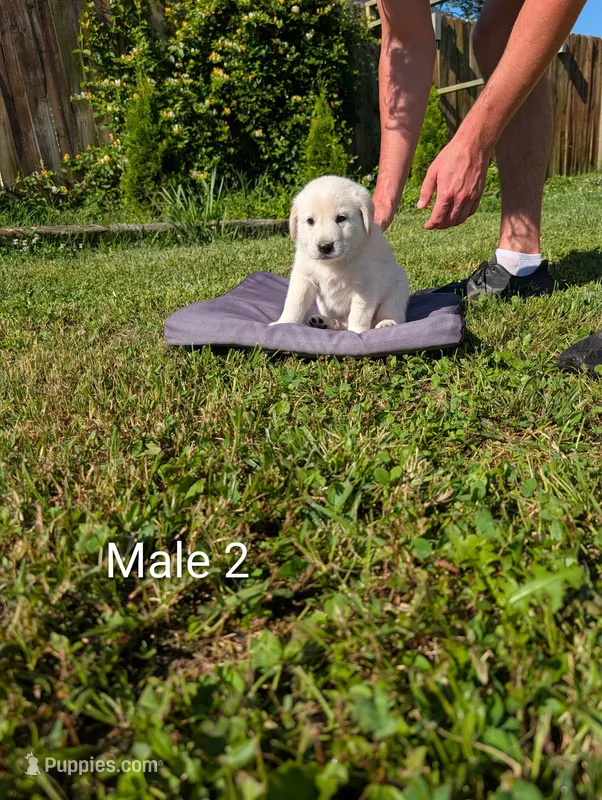 American Pyre 3 – Dalmatian, Great Pyrenees puppy for sale in Henderson, KY