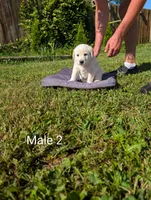 American Pyre 3, a male Dalmatian and Great Pyrenees for sale in Henderson, KY – 1 of 2