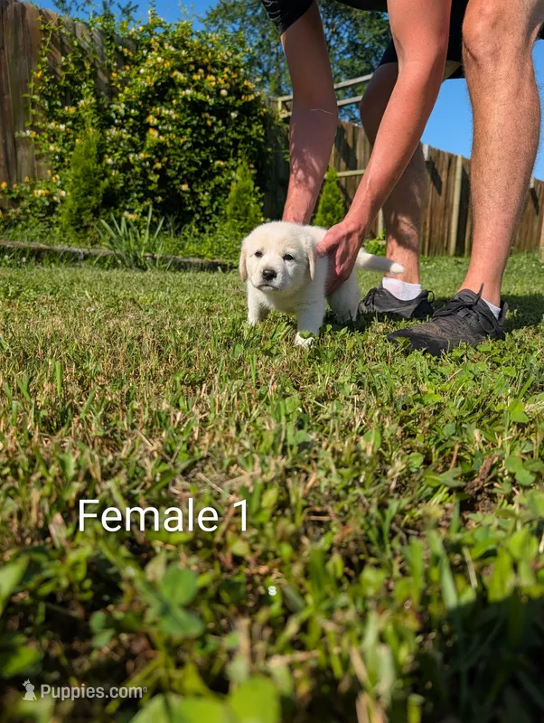 American Pyre 1 – Dalmatian, Great Pyrenees puppy for sale in Henderson, KY