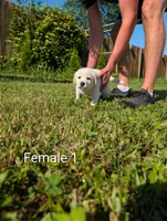 American Pyre 1, a female Dalmatian and Great Pyrenees for sale in Henderson, KY – 1 of 3