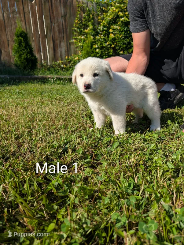 American Pyre 2 – Dalmatian, Great Pyrenees puppy for sale in Henderson, KY