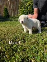 American Pyre 2, a female Dalmatian and Great Pyrenees for sale in Henderson, KY – 1 of 2