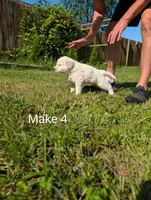 American Pyre 7, a male Dalmatian and Great Pyrenees for sale in Henderson, KY – 1 of 3