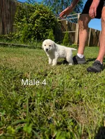 American Pyre 7, a male Dalmatian and Great Pyrenees for sale in Henderson, KY – 2 of 3