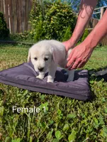 American Pyre 1, a female Dalmatian and Great Pyrenees for sale in Henderson, KY – 3 of 3