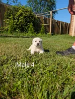 American Pyre 7, a male Dalmatian and Great Pyrenees for sale in Henderson, KY – 3 of 3