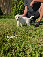 American Pyre 3, a male Dalmatian and Great Pyrenees for sale in Henderson, KY – 2 of 2