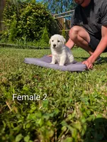 Pyre 8, a female Dalmatian and Great Pyrenees for sale in Henderson, KY – 2 of 2