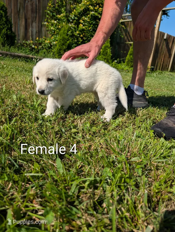 American Pyre 6 – Dalmatian, Great Pyrenees puppy for sale in Henderson, KY