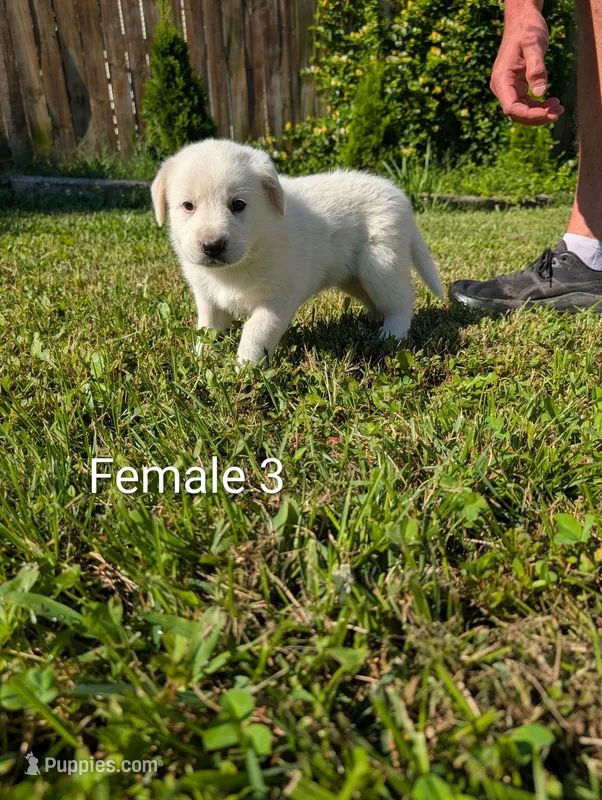 American Pyre 4 – Dalmatian, Great Pyrenees puppy for sale in Henderson, KY