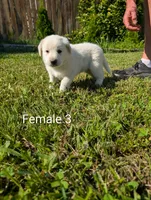 American Pyre 4, a female Dalmatian and Great Pyrenees for sale in Henderson, KY – 1 of 2
