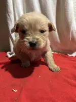 Orange, a male Golden Retriever for sale in Polk, PA – Photo 9 of 10