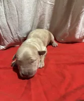 Orange, a male Golden Retriever for sale in Polk, PA – Photo 10 of 10