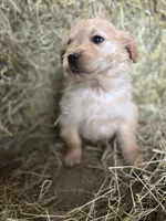 Orange, a male Golden Retriever for sale in Polk, PA – Photo 1 of 10
