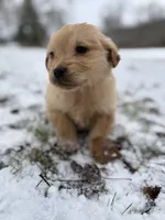 Orange, a male Golden Retriever for sale in Polk, PA – Photo 5 of 10