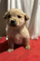 Orange, a male Golden Retriever for sale in Polk, PA – Photo 8 of 10