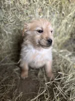 Orange, a male Golden Retriever for sale in Polk, PA – Photo 2 of 10