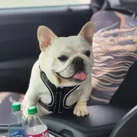 Samurai, a male French Bulldog for sale in St. Louis, MO – Photo 3 of 10