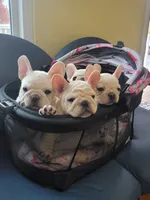 Samurai, a male French Bulldog for sale in St. Louis, MO – Photo 10 of 10