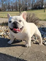 Samurai, a male French Bulldog for sale in St. Louis, MO – Photo 2 of 10