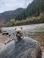 Samurai, a male French Bulldog for sale in St. Louis, MO – Photo 8 of 10