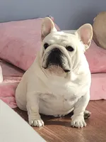 Samurai, a male French Bulldog for sale in St. Louis, MO – Photo 4 of 10