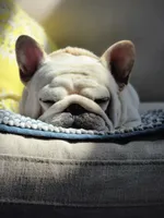 Samurai, a male French Bulldog for sale in St. Louis, MO – Photo 7 of 10