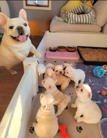 Samurai, a male French Bulldog for sale in St. Louis, MO – Photo 5 of 10