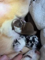 Male 2, a male Chihuahua for sale in Portland, OR – Photo 8 of 10