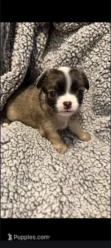 Male 2 – Chihuahua puppy for sale in Portland, OR