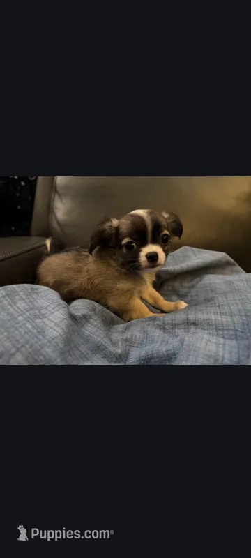 Male 2 – Chihuahua puppy for sale in Portland, OR
