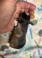 Male 2, a male Chihuahua for sale in Portland, OR – Photo 2 of 10