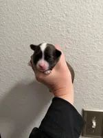 Male 2, a male Chihuahua for sale in Portland, OR – Photo 3 of 10