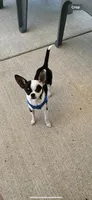 Male 2, a male Chihuahua for sale in Portland, OR – Photo 10 of 10