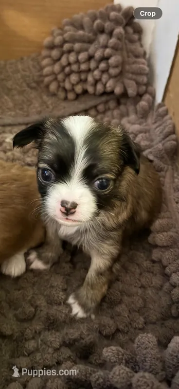 Male 2 – Chihuahua puppy for sale in Portland, OR