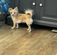 Male 2, a male Chihuahua for sale in Portland, OR – Photo 9 of 10